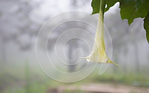 ANGELS` TRUMPETS