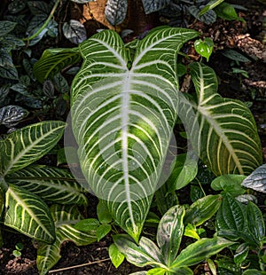 Angelâ€˜s Wing (Caladium lindenii) leaves