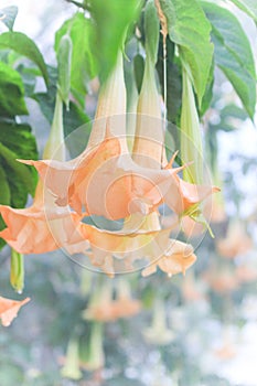 Angelâ€™s trumpet(Brugmansia x candida Pers)