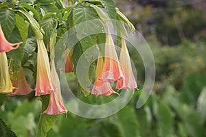 Angelâ€™s trumpet flowers.