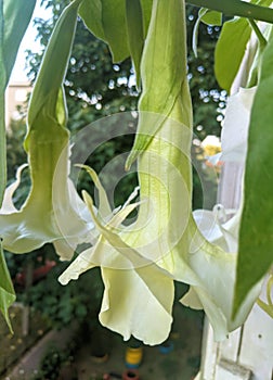 Angelâ€™s Trumpet flowers - Brugmansia  family Solanaceae