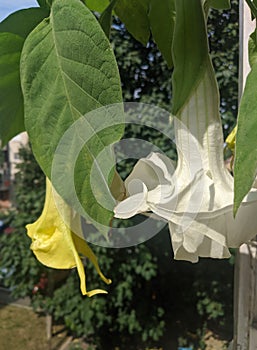 Angelâ€™s Trumpet flowers - Brugmansia  family Solanaceae