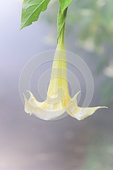 Angelâ€™s trumpet in the mist