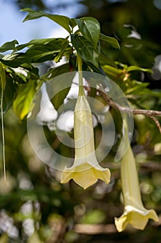 Angelâ€™s Trumpet white flowers Brugmansia suaveolens