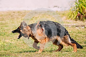 Anger Aggressive Long-Haired German Shepherd Adult Dog, Alsatian