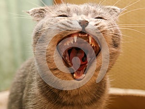 Anger cat