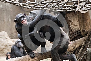 Anger and full-fledged wrangling -chimpanzees at the zoo of b Leipzig