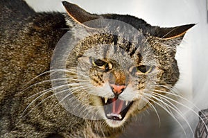 Angery cat