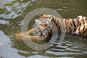Angery Tiger in the water