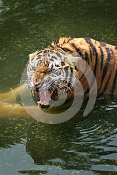 Angery Tiger in the water