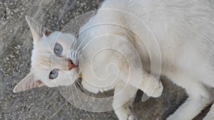 Anggora white cat