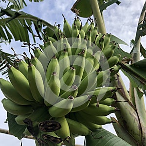Anging Banana Tree