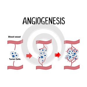 Angiogenesis: The formation of new blood vessels, often stimulated by cancer cells to ensure a sufficient supply of nutrients for photo