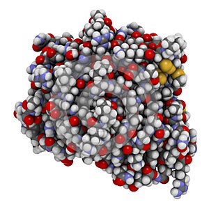 Angiopoietin 2 vascular growth factor protein (receptor binding domain photo