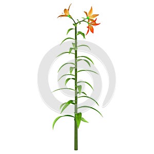 Angiosperm Fertiliz-flower