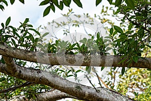 angiosperm fig tree