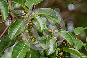 angiosperm fig tree