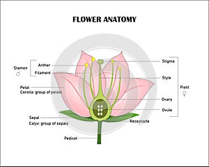 Angiosperm flower morphology