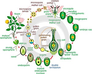 Angiosperm life cycle. Diagram of life cycle of flowering plant with double fertilization and titles photo