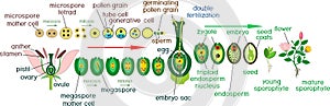 Angiosperm life cycle. Diagram of life cycle of flowering plant with double fertilization and titles photo