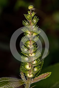 Angiosperm Plant in close up