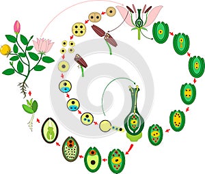 Angiosperm plant life cycle. Diagram of life cycle of flowering plant with double fertilization