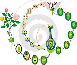 Angiosperm plant life cycle. Diagram of life cycle of flowering plant with double fertilization photo