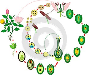 Angiosperm plant life cycle. Diagram of life cycle of flowering plant with double fertilization photo