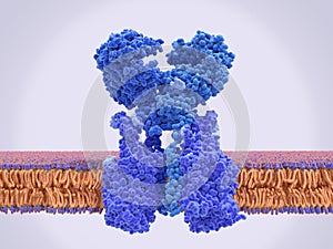 The angiotensin converting enzyme 2  on the surface of a human cell photo