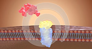 The Angiotensin II receptor blockers