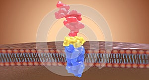 The Angiotensin II receptor blockers