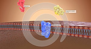 The Angiotensin II receptor blockers