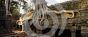 Angkor era temple overgrown by giant roots of