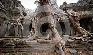 Angkor Roots