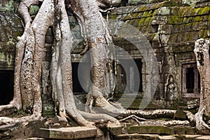 Angkor Ta Prohm temple