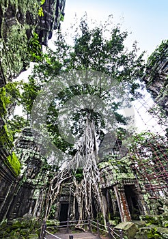 Angkor (Ta Prohm or Tomb raider temple), Cambodia. UNESCO World Heritage Site.