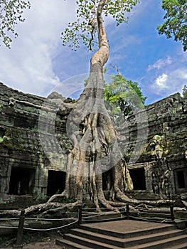 Angkor - Tha Prohm temple