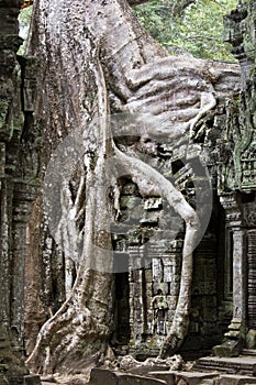 Angkor Thom overgrown