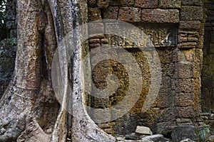 Angkor Thom overgrown wall