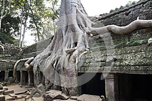 Angkor Thom tree root