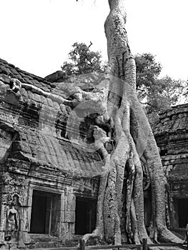 Angkor vat Cambodia