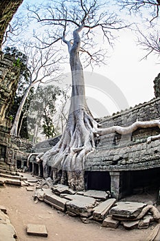 Angkor wat 13