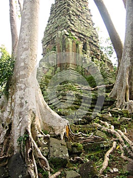 angkor wat banyan roots temple ruins cambodia