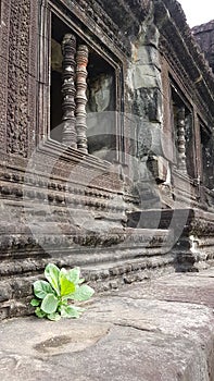 Angkor wat photo