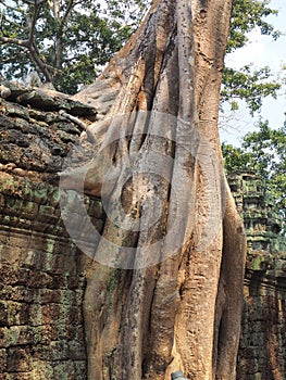 Angkor wat Cambodia