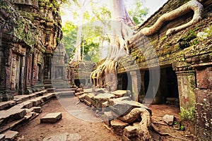 Angkor Wat Cambodia. Ta Prohm Khmer ancient Buddhist temple