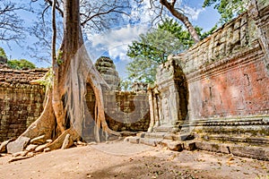 Angkor Wat Cambodia. Ta Prohm Khmer ancient Buddhist temple.