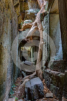 Angkor Wat Cambodia. Ta Prohm Khmer ancient Buddhist temple.