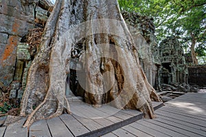 Angkor Wat Cambodia. Ta Prohm Khmer ancient Buddhist temple.