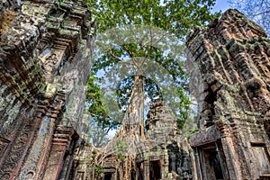 Angkor Wat Cambodia. Ta Prohm Khmer ancient Buddhist temple.